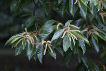 Load image into Gallery viewer, Chinese Chestnut | Medium Tree Seedling | The Jonsteen Company