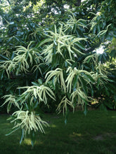 Load image into Gallery viewer, Chinese Chestnut | Medium Tree Seedling | The Jonsteen Company