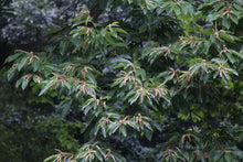 Load image into Gallery viewer, Chinese Chestnut | Medium Tree Seedling | The Jonsteen Company