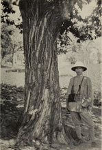 Load image into Gallery viewer, Chinese Chestnut | Medium Tree Seedling | The Jonsteen Company