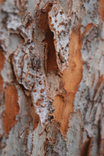 Load image into Gallery viewer, Chinese Elm | Medium Tree Seedling | The Jonsteen Company