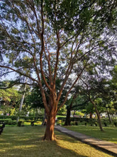 Load image into Gallery viewer, Chinese Elm | Medium Tree Seedling | The Jonsteen Company