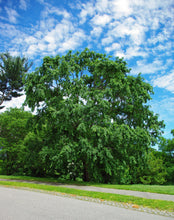 Load image into Gallery viewer, Chinese Elm | Medium Tree Seedling | The Jonsteen Company