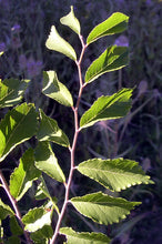 Load image into Gallery viewer, Chinese Elm | Medium Tree Seedling | The Jonsteen Company