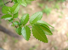 Load image into Gallery viewer, Chinese Elm | Medium Tree Seedling | The Jonsteen Company