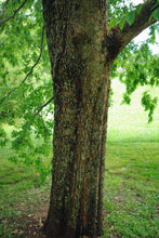 Load image into Gallery viewer, Chinese Elm | Medium Tree Seedling | The Jonsteen Company