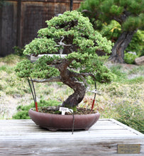 Load image into Gallery viewer, Chinese Juniper | Small Tree Seedling | The Jonsteen Company