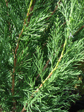 Load image into Gallery viewer, Chinese Juniper | Mini-Grow Kit | The Jonsteen Company