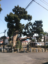 Load image into Gallery viewer, Chinese Juniper | Small Tree Seedling | The Jonsteen Company