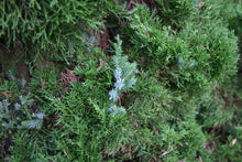 Load image into Gallery viewer, Chinese Juniper | Mini-Grow Kit | The Jonsteen Company