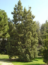 Load image into Gallery viewer, Chinese Juniper | Mini-Grow Kit | The Jonsteen Company