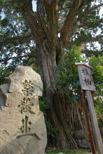 Load image into Gallery viewer, Chinese Juniper | Mini-Grow Kit | The Jonsteen Company
