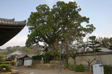 Load image into Gallery viewer, Chinese Juniper | Mini-Grow Kit | The Jonsteen Company