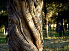 Load image into Gallery viewer, Chinese Juniper | Mini-Grow Kit | The Jonsteen Company