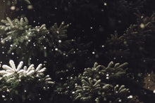 Load image into Gallery viewer, Christmas Tree Trio | Collection of 3 Seedlings | The Jonsteen Company