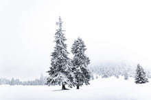 Load image into Gallery viewer, Christmas Tree Trio | Collection of 3 Seedlings | The Jonsteen Company