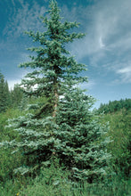 Load image into Gallery viewer, Colorado Blue Spruce | Medium Tree Seedling | The Jonsteen Company
