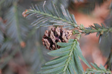 Load image into Gallery viewer, Coast Redwood | Packaged Live Tree | The Jonsteen Company