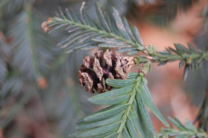 Coast Redwood | XL Tree Seedling | The Jonsteen Company
