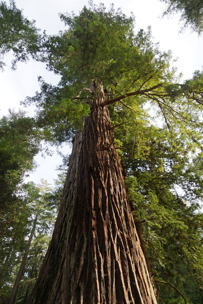 Coast Redwood | Packaged Live Tree | The Jonsteen Company