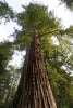 Coast Redwood | Packaged Live Tree | The Jonsteen Company