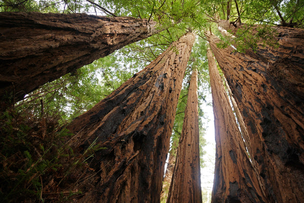 Coast Redwood | Seed Grow Kit | The Jonsteen Company