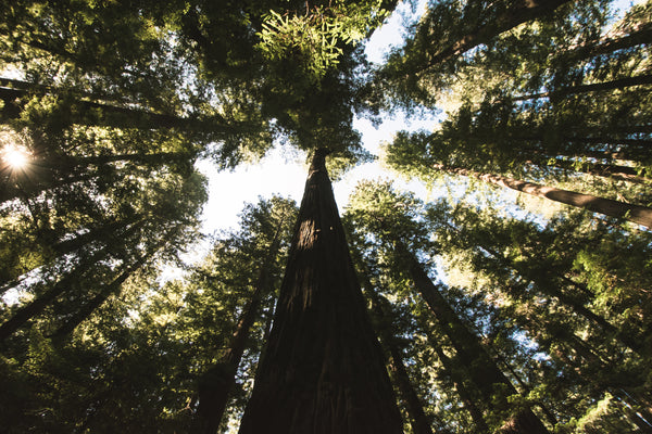 Coast Redwood | Packaged Live Tree | The Jonsteen Company