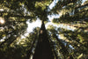 Coast Redwood | Packaged Live Tree | The Jonsteen Company