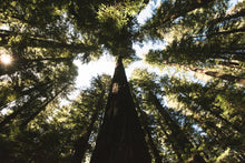 Load image into Gallery viewer, Coast Redwood | Medium Tree Seedling | The Jonsteen Company