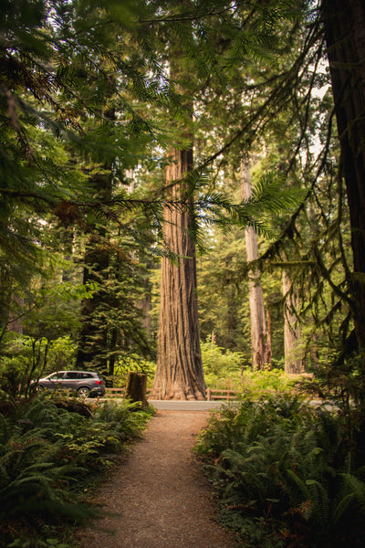 Coast Redwood | Packaged Live Tree | The Jonsteen Company