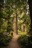 Coast Redwood | Packaged Live Tree | The Jonsteen Company