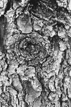 Load image into Gallery viewer, Colorado Blue Spruce | Small Tree Seedling | The Jonsteen Company