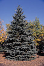 Load image into Gallery viewer, Colorado Blue Spruce | Lot of 30 Tree Seedlings | The Jonsteen Company