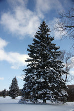 Load image into Gallery viewer, Colorado Blue Spruce | Small Tree Seedling | The Jonsteen Company