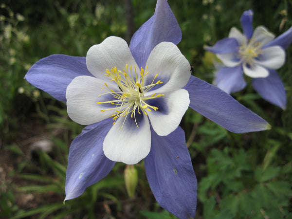 Rocky Mountain Columbine | Flower Seed Grow Kit | The Jonsteen Company