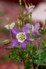 Rocky Mountain Columbine | Flower Seed Grow Kit | The Jonsteen Company