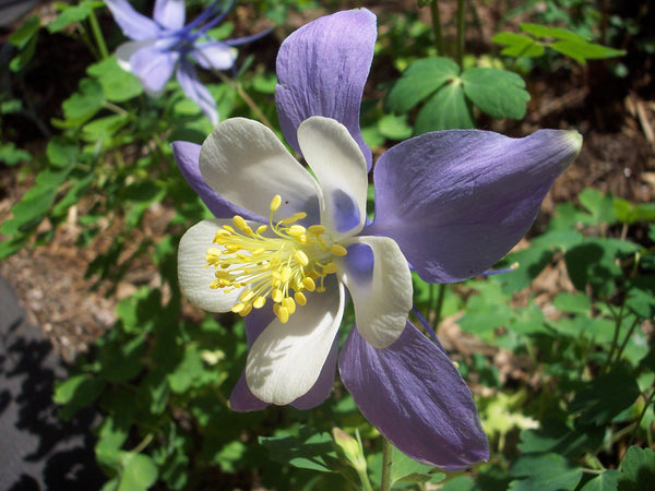 Rocky Mountain Columbine | Flower Seed Grow Kit | The Jonsteen Company