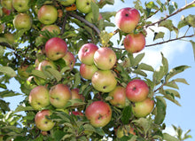 Load image into Gallery viewer, Apple Tree | Seed Grow Kit | The Jonsteen Company