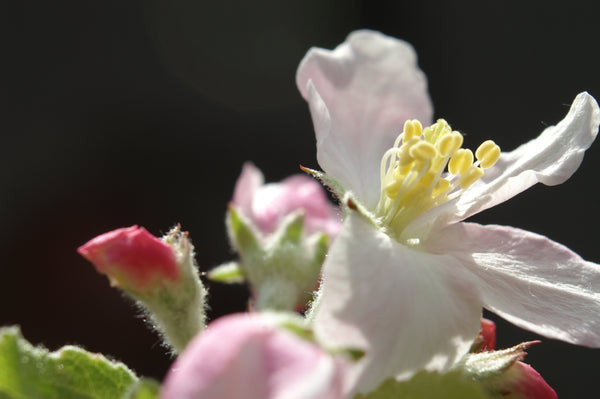 Apple Tree | Seed Grow Kit | The Jonsteen Company