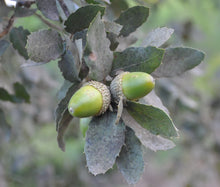 Load image into Gallery viewer, Cork Oak | Medium Tree Seedling | The Jonsteen Company