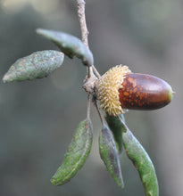 Load image into Gallery viewer, Cork Oak | Lot of 30 Tree Seedlings | The Jonsteen Company