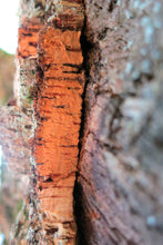 Load image into Gallery viewer, Cork Oak | Lot of 30 Tree Seedlings | The Jonsteen Company