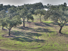 Load image into Gallery viewer, Cork Oak | Medium Tree Seedling | The Jonsteen Company