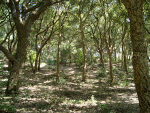 Load image into Gallery viewer, Cork Oak | Medium Tree Seedling | The Jonsteen Company
