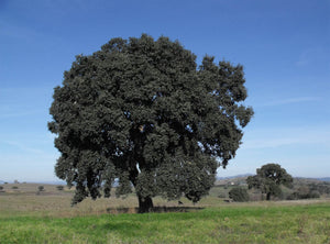Cork Oak | Medium Tree Seedling | The Jonsteen Company