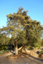 Load image into Gallery viewer, Cork Oak | Medium Tree Seedling | The Jonsteen Company