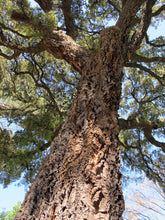 Load image into Gallery viewer, Cork Oak | Medium Tree Seedling | The Jonsteen Company