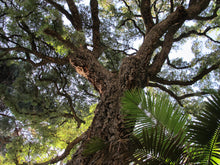 Load image into Gallery viewer, Cork Oak | Medium Tree Seedling | The Jonsteen Company