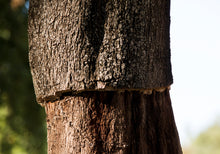 Load image into Gallery viewer, Cork Oak | Medium Tree Seedling | The Jonsteen Company