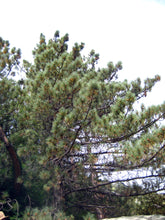 Load image into Gallery viewer, Coulter Pine | Lot of 30 Tree Seedlings | The Jonsteen Company